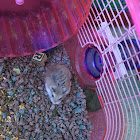 Roborovski Hamster