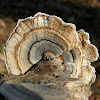 Turkey Tail (True)