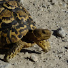 Leopard tortoise