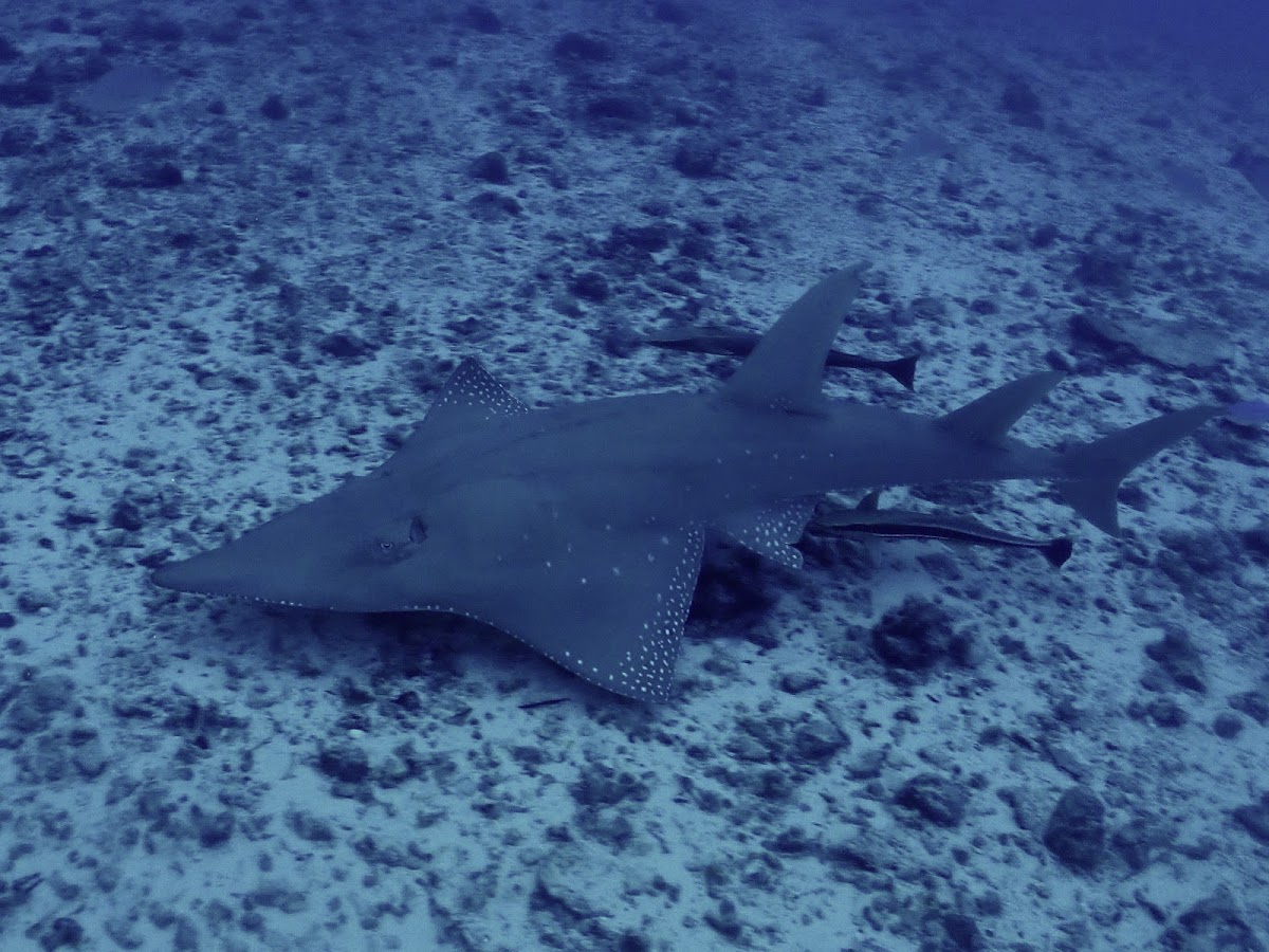 White-Spotted Guitar Fish