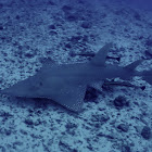 White-Spotted Guitar Fish