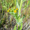 Menzies' Fiddleneck