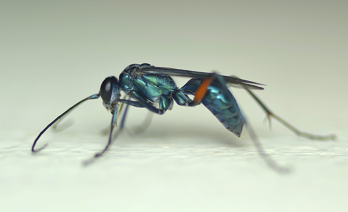 Blue spider Wasp