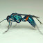 Blue spider Wasp