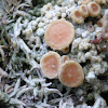 Crabseye Lichen