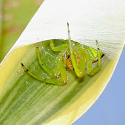 Kidney Garden Spider