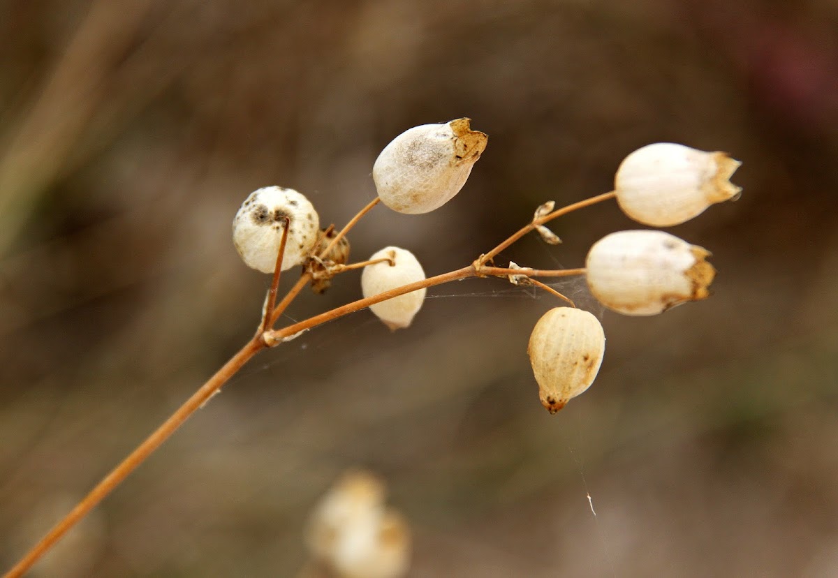 bladder campion