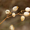 bladder campion