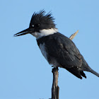 Belted kingfisher (male)