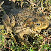 Cane toad