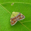 Riciniid Planthopper