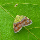 Riciniid Planthopper