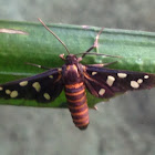 Indian Wasp moth