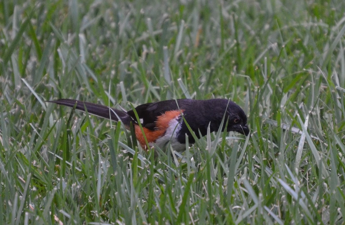 Eastern Towhee