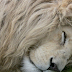 Android White Lion Wallpaper - When a male African lion takes over a pride he will kill ... / Customizing home screen and lock screen for android phone is probably one of the things that everybody does regularly.