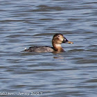 Pochard