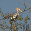 Painted Stork