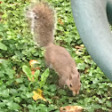 Gray Squirrel