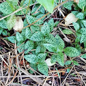 Lesser Rattlesnake Plantain