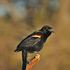 Red-Winged Black bird