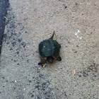 Common Snapping Turtle