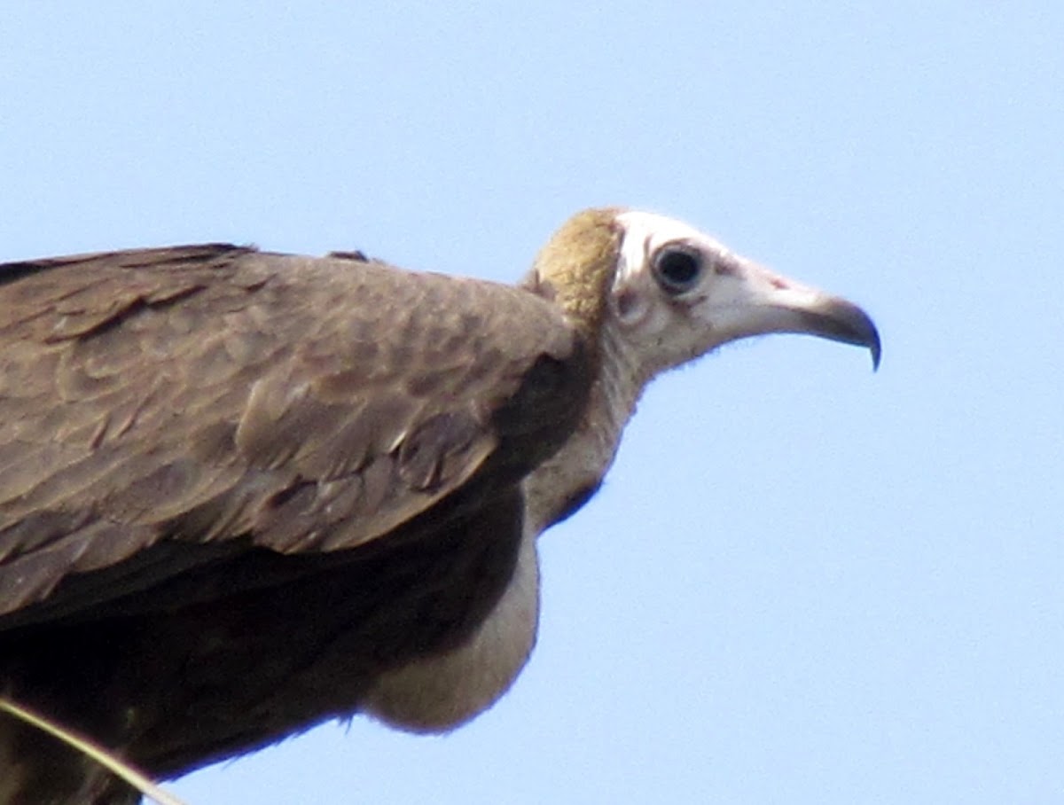 Hooded vulture