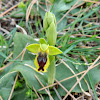 Small-flowered Yellow Bee Ophrys