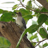 Golden-fronted Woodpecker