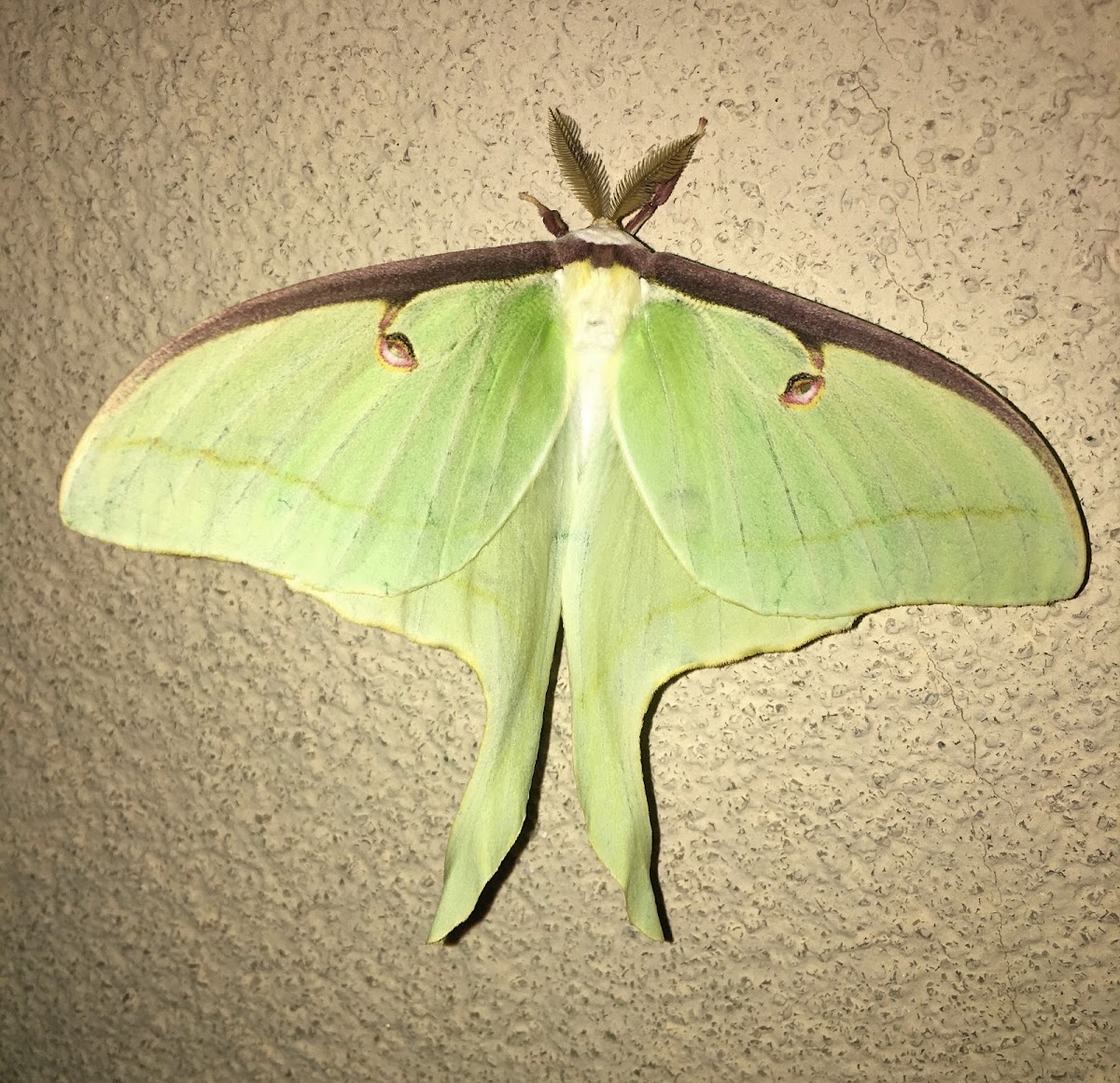 Luna Moth