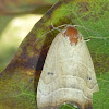 Wavy Lined Mallow Moth