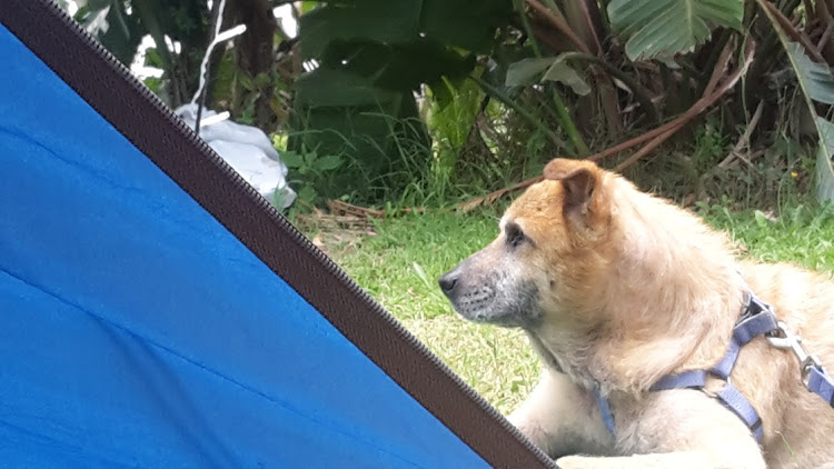 SPCA Grahamstown rescue special, Jedi, 15, peers into the tented man cave he shares for the last time with his old tjom and family at Buccanneers, Chintsa West. The steroud cortisone has eased his itchy skin but reduced his lifespan.