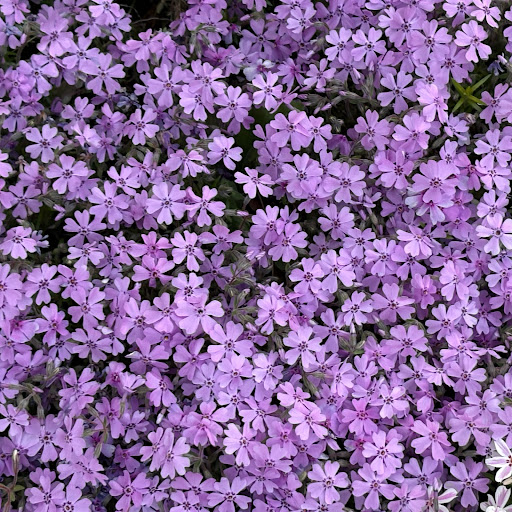 イノッチ𖦹‎' ‐ '𖦹‎‎