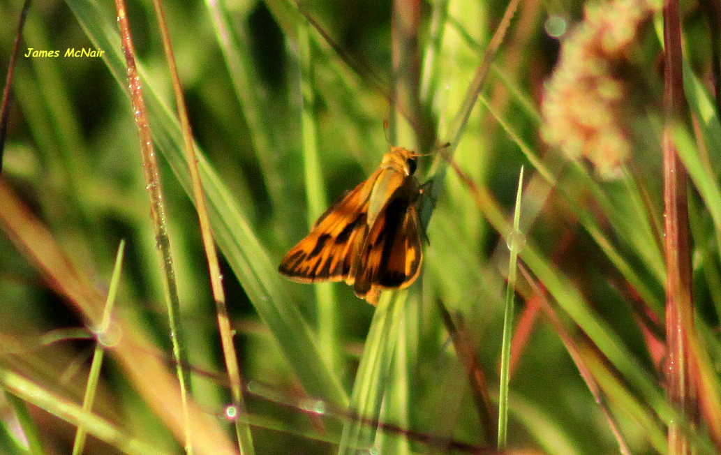 Fiery Skipper Butterfly