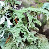 Ring Lichen