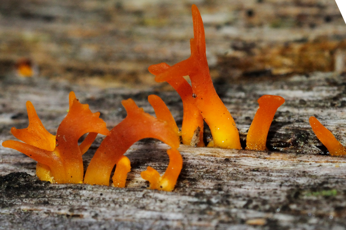 Common Yellow Staghorn