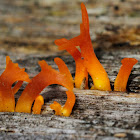 Common Yellow Staghorn