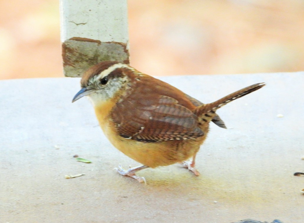 Carolina wren