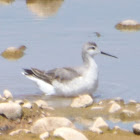 Wilson's Phalarope