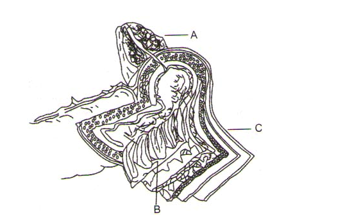 Human Digestive System