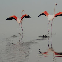 Flamingos d'Africa di 