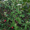 White Snakeroot