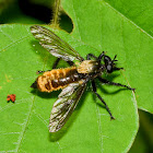 Bee-Like Robber Fly