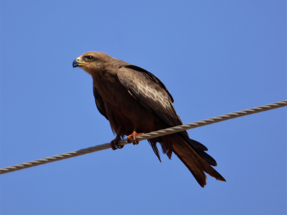 Black Kite