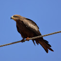 Black Kite