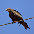 Black Kite