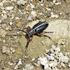 Flat-faced Longhorn Beetle