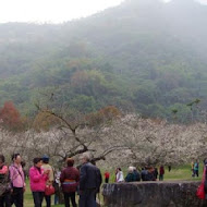 柳家梅園農場