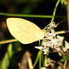 Barred  Yellow Sulphur Butterfly