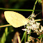 Barred  Yellow Sulphur Butterfly