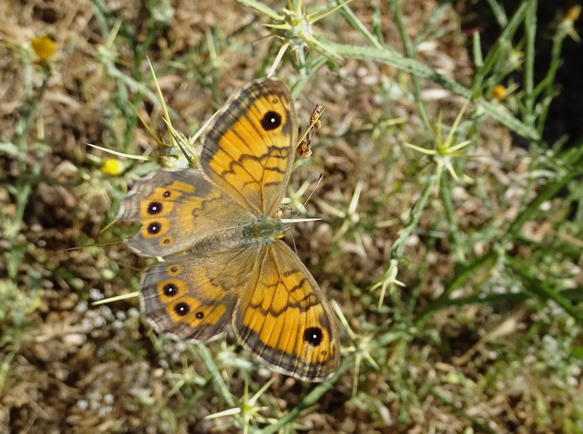 Wall Brown